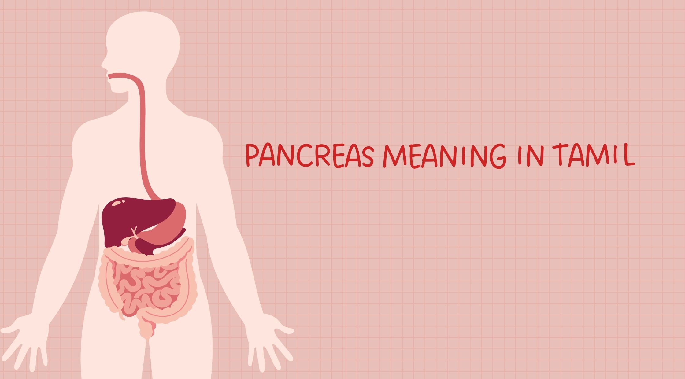 Pancreas Meaning in Tamil